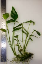 maculata