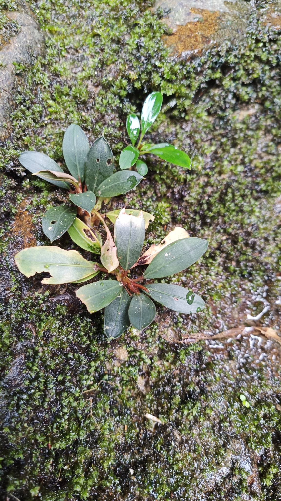 akantha