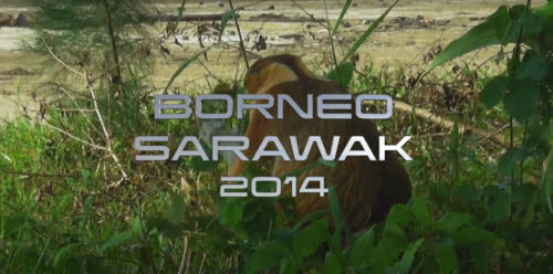 2014_Borneo