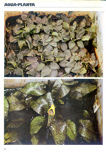 Crypts growing in fagus soil, albida group, cordata group, xpur borneoensis