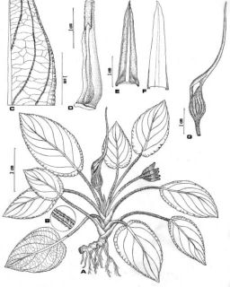 Lagenandra keralensis description