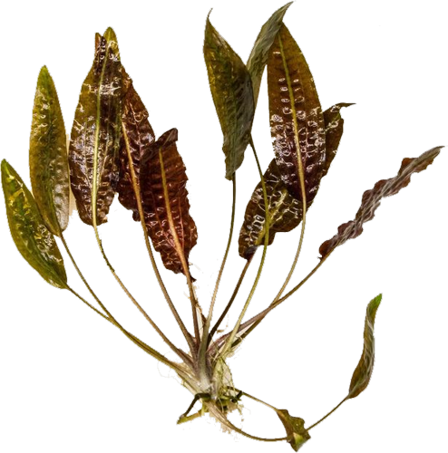 Cryptocoryne affinis Pink from West Pahang