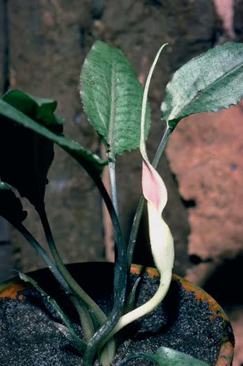 Green marmorated leaves; distinct rose coloured limb of the spathe