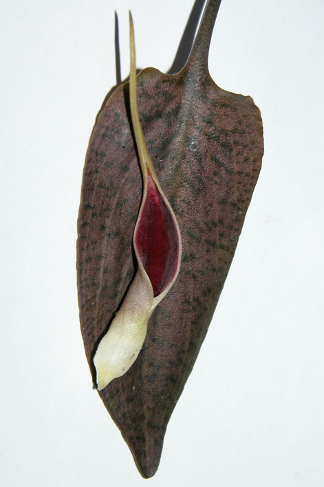 dark brown leaves but with a deep red limb