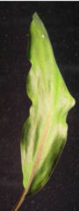 lanceolate-cordata-leaf-1t.jpg